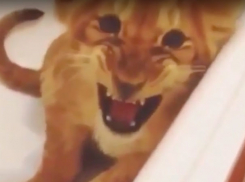 Агрессивного тигра в ванне ростовской квартиры сняли на видео