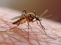 В Ростовской области подтвержден первый случая заражения лихорадкой Западного Нила 