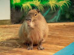 В ростовском зоопарке проведут показательное кормление капибар