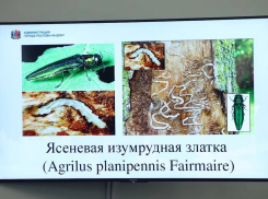 Депутаты против вредителей: в Ростове решается судьба 430 гектаров ясеней