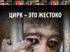 Ростовчане встанут на защиту животных