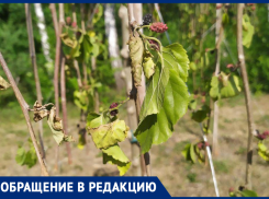 «Печальное зрелище»: ростовчанка призвала спасти засыхающие саженцы на Малиновского
