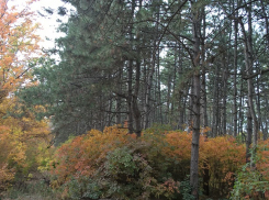 На охрану лесов в Ростове ежегодно не хватает 125 млн рублей