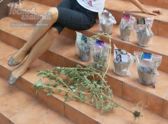 На сельхозярмарке в Ростове саженцы сорняков превращают в цветы