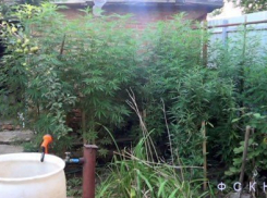 У бывшего спортсмена боевых искусств из Ростова нашли 10 кг наркотиков 