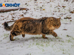 В первый день весны в Ростовской области пойдет мокрый снег 