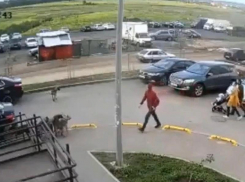 Пьяный ростовчанин расстрелял бездомных собак на оживленной улице в Суворовском