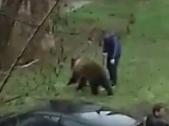 Удивительную прогулку медведя на поводке сняли на видео в Ростовской области