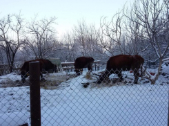 Спасти стадо коров просят губернатора жители станицы Егорлыкской