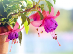 Лунный календарь садовода и огородника с 28 июня по 4 июля