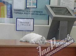 Заснувший на рабочем месте «котсультант» центра занятости развеселил жителей Ростова
