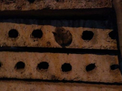 Спасти рядового Барсика: в Ростове устроили полномасштабную операцию по извлечению усатого пленника