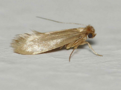 В районе Ростовской области ввели карантин из-за нашествия моли