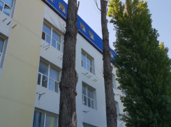 Фрагменты коры и ветки с векового сухостоя осыпаются на головы ребятишкам по дороге в детсад в Ростове