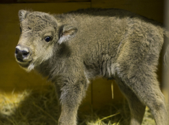 Законы природы нарушились в ростовском зоопарке рождением чудесной самочки