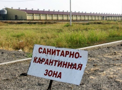 Карантинную зону ввели на границе с Украиной в Ростовской области