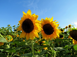 Ростовская компания в суде будет отстаивать свое название