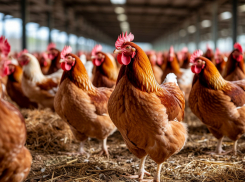 Две донские птицефабрики оштрафованы за нарушения ветеринарных правил