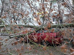 В Таганроге предприниматель через суд добился компенсации после падения дерева на автомобиль
