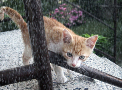 Небольшой дождь: прогноз погоды в Ростове на 1 октября