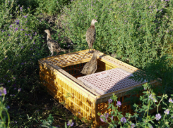 В Ростовской области в естественную среду обитания выпустили 150 молодых фазанов