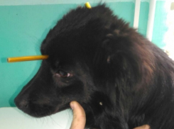 Искалеченной живодерами собаке новочеркасские ветеринары сделали операцию по извлечению трубки