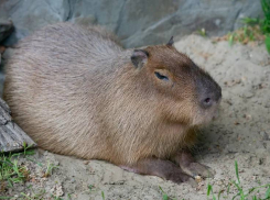 Показательные кормления капибар пройдут в зоопарке Ростова