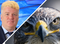 Ростовский депутат Госдумы от «Единой России» занялся соколиной охотой