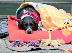 «Когда нельзя чихать на работу»: ростовские работодатели стали чаще упоминать Covid-19 в вакансиях