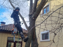 Какие деревья нельзя сажать на шести сотках