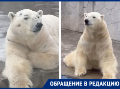 Ростовчане испугались за здоровье белого медведя в зоопарке