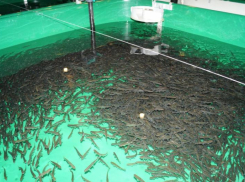 На обновление двух рыбоводных предприятий на Дону потребуется более 2 млрд рублей