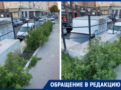 В Ростове в октябре проиграли битву с амброзией 