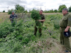 В Ростовской области казаки уничтожили 200 тысяч кустов конопли 