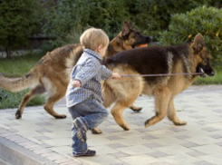 Прохожий обнаружил пропавшего с собакой мальчика на одной из ростовских улиц