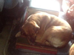 Ростовские пассажиры не выгнали бездомную собаку на мороз 