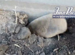 Отчаявшийся сбежать из Левенцовки «местный житель» сделал подкоп в Ростове