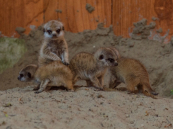 В ростовском зоопарке пройдет показательное кормление новорожденных сурикатов