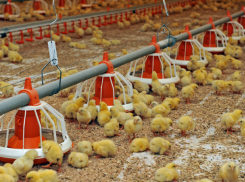 Жуткую антисанитарию и опасные условия труда обнаружили на птицефабрике в Ростовской области