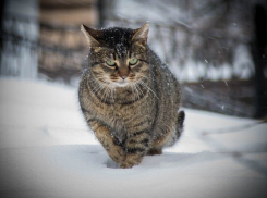 Ледяной ветер и снег вечером: четверг не порадует ростовчан хорошей погодой