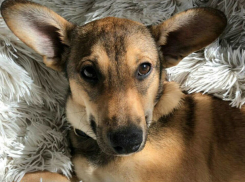 Песик Бемби, пострадавший от людской жестокости, уехал жить в Германию из Ростова 