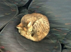 Уютная  «котомаршрутка» с хвостатым пассажиром умилила жителей Ростова-на-Дону и попала на фото