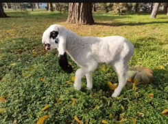 В Ростовском зоопарке лойские овцы впервые принесли четверых ягнят