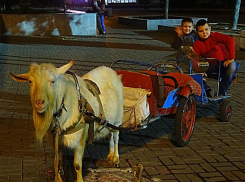 Грустный козел, катающий детей по улицам Ростова, рассмешил горожан