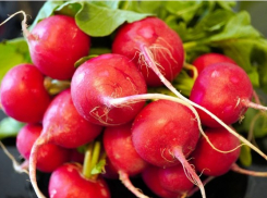 От гороха до редиса: что ростовчанам высадить в огороде в апреле