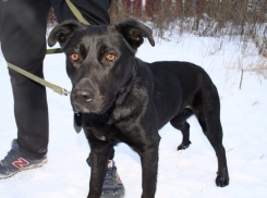 В Ростове лабрадор Наоми ищет любящих хозяев
