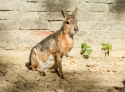Любвеобильный патагонский красавчик Эрнест обзавелся гаремом из мар в Ростове