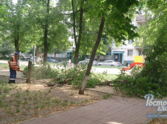 Остановить массовую вырубку деревьев в Северном жилом массиве ростовчане хотят с помощью петиции 