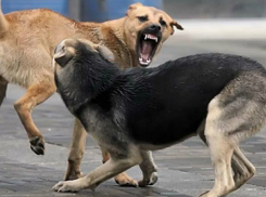 Агрессивные ростовские дворняжки искусали до крови гулявшую с собакой женщину