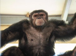 В ростовском зоопарке пройдут показательные кормления шимпанзе